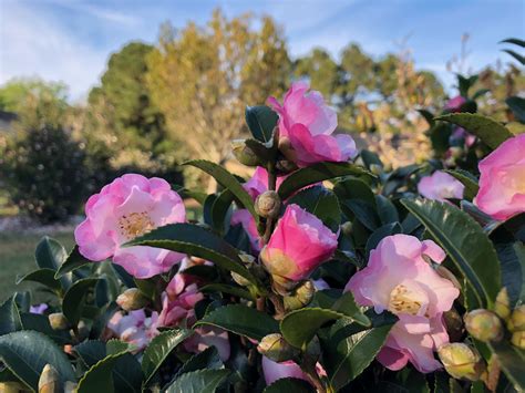 The Symbolism and Meaning Behind October Magic Dawn Camellias